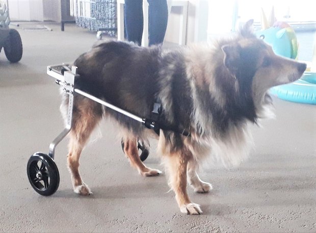 Honden rolstoel Luca XL 01
