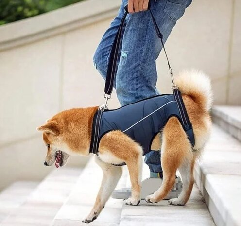 Tilharnas honden  Maat S