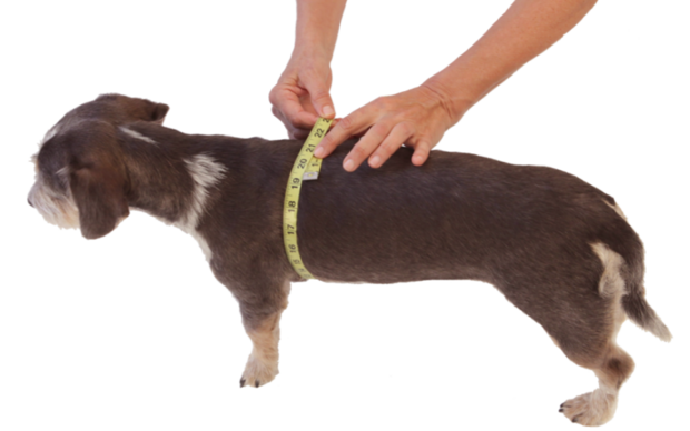 honden