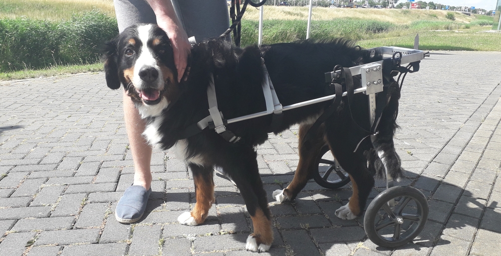 honden rolstoel Berner sennen