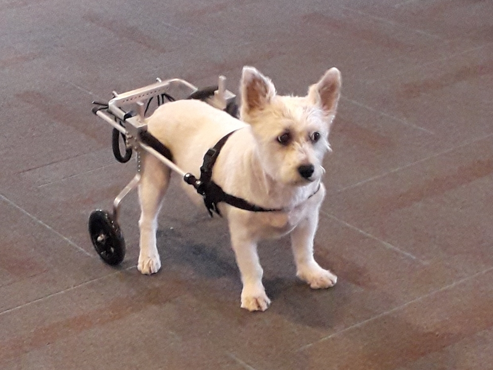 honden rolstoel