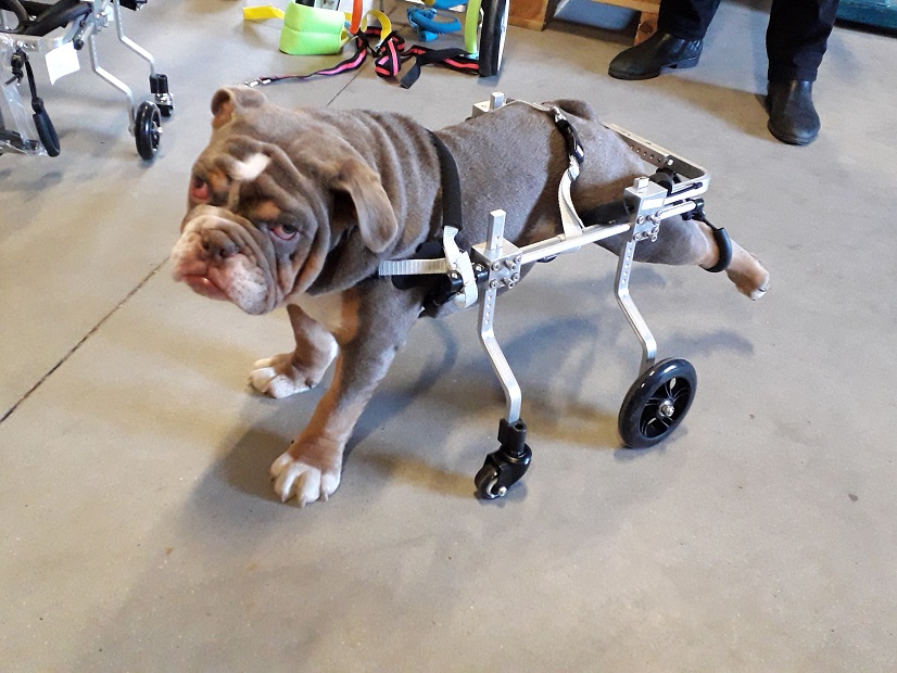 Honden rolstoel