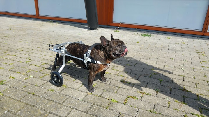 honden rolstoel Franse bulldog