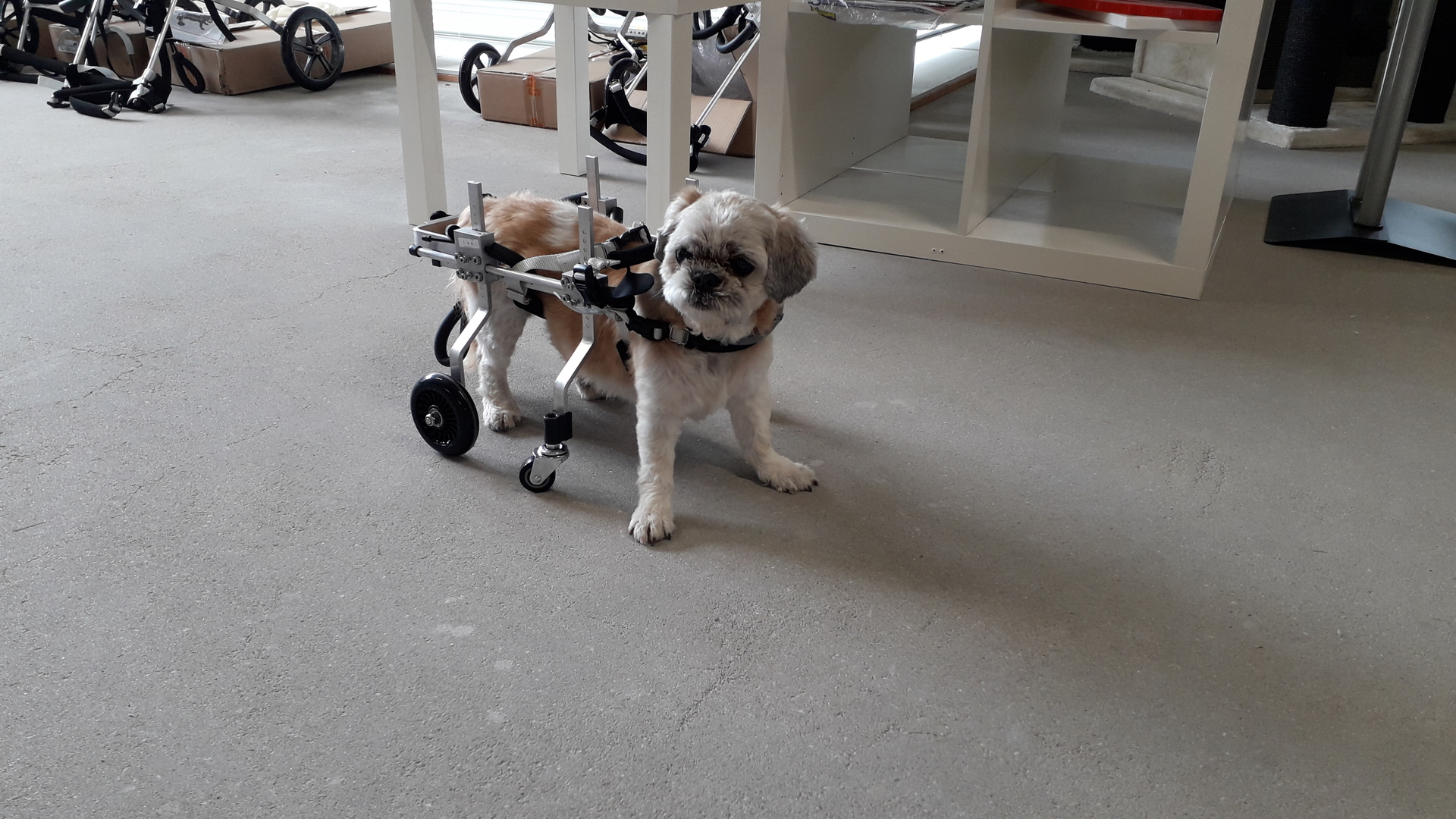honden rolstoel Shih Tzu