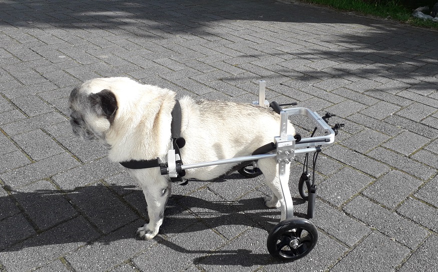 honden rolstoel mopshond