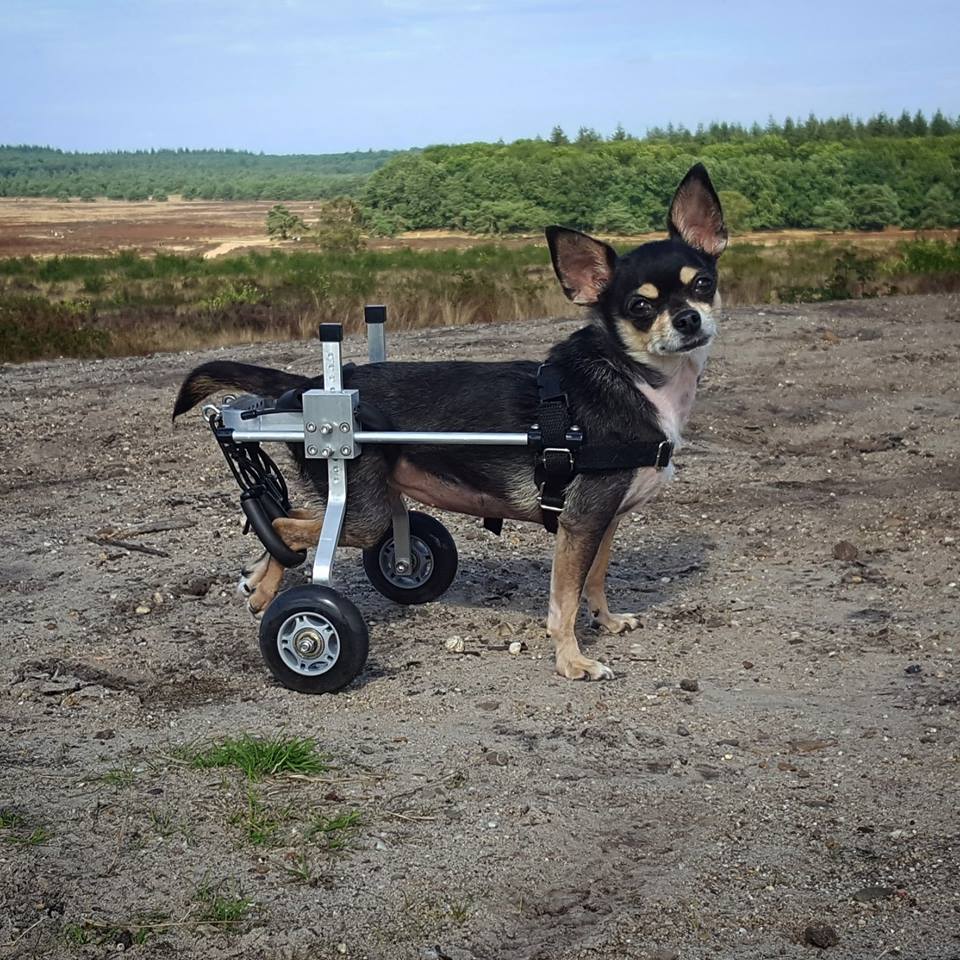 honden rolstoel Luna