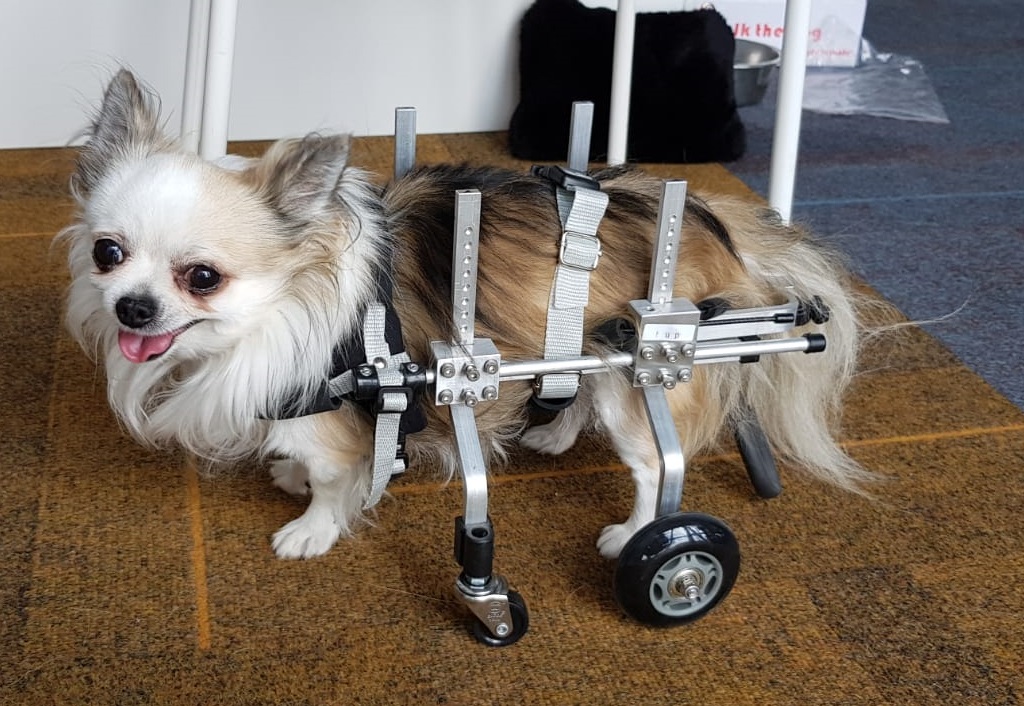 honden rolstoel Chihuahua