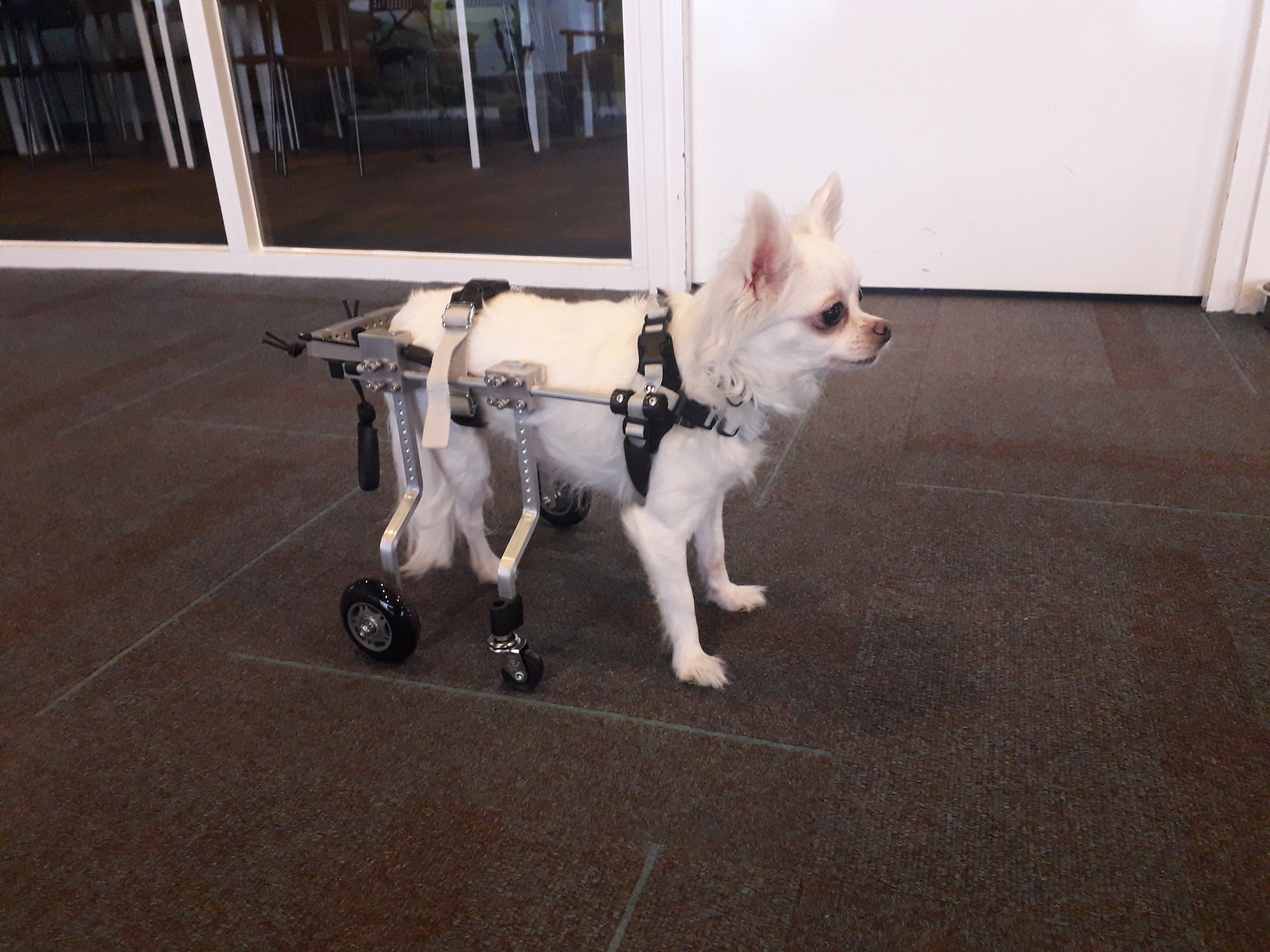 honden rolstoel Chihuahua