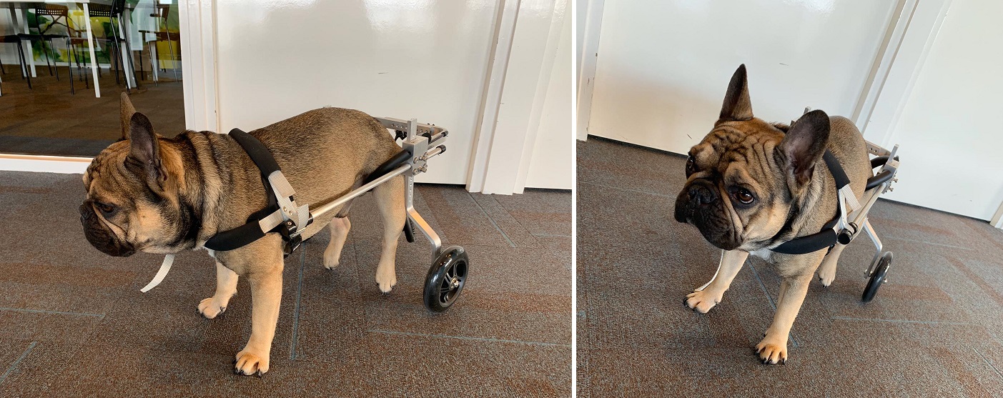 honden rolstoel Franse Bulldog