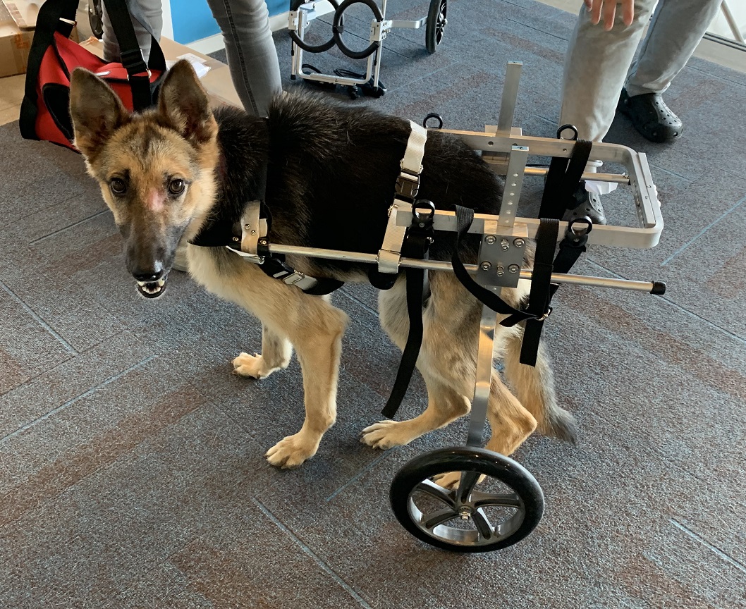 honden rolstoel Herdershond