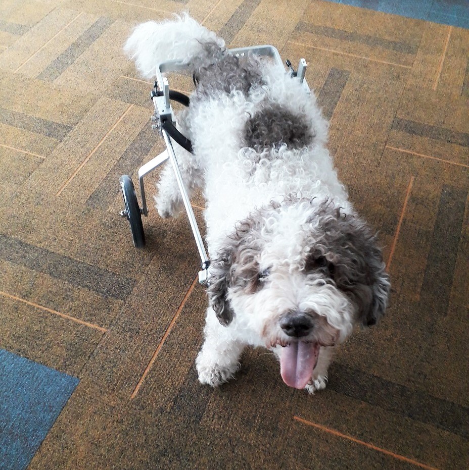 Honden rolstoel