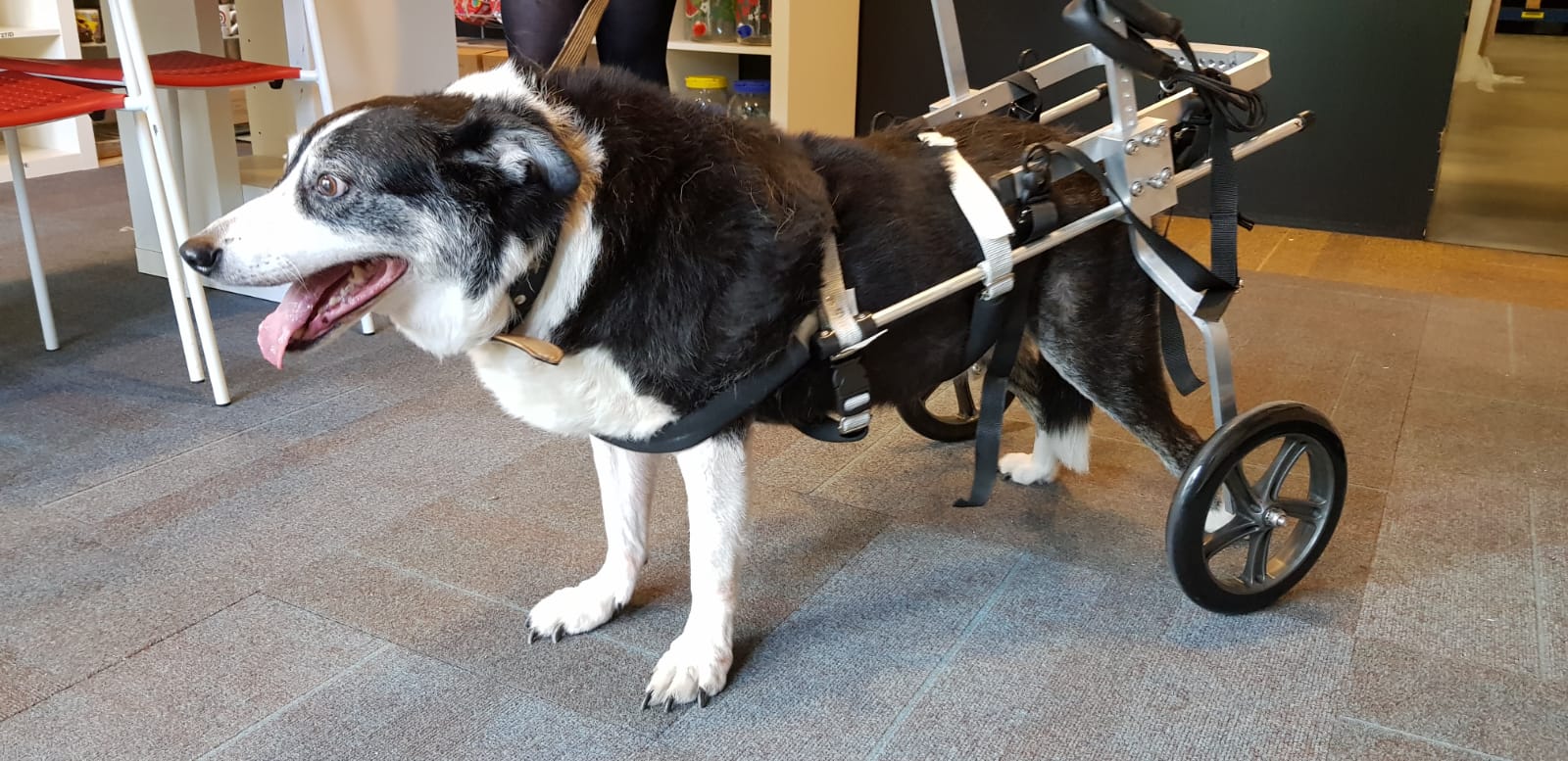 honden rolstoel border collie