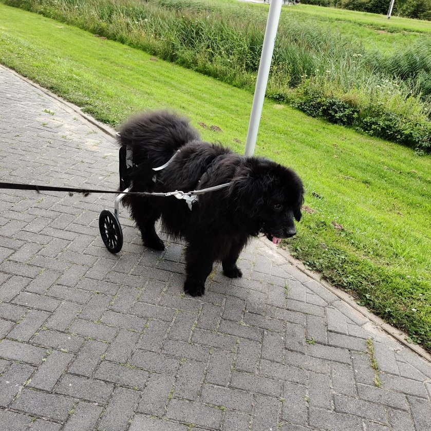 honden rolstoel newfoundlander