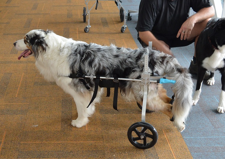 honden rolstoelen