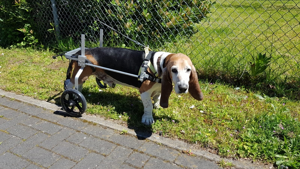 honden rolstoel Franse Basset