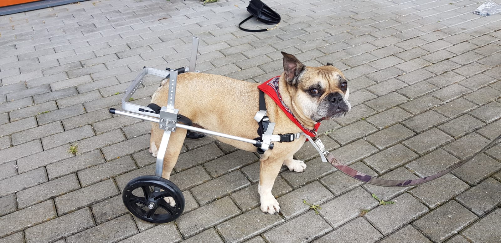 honden rolstoel Franse x Engelse bulldog