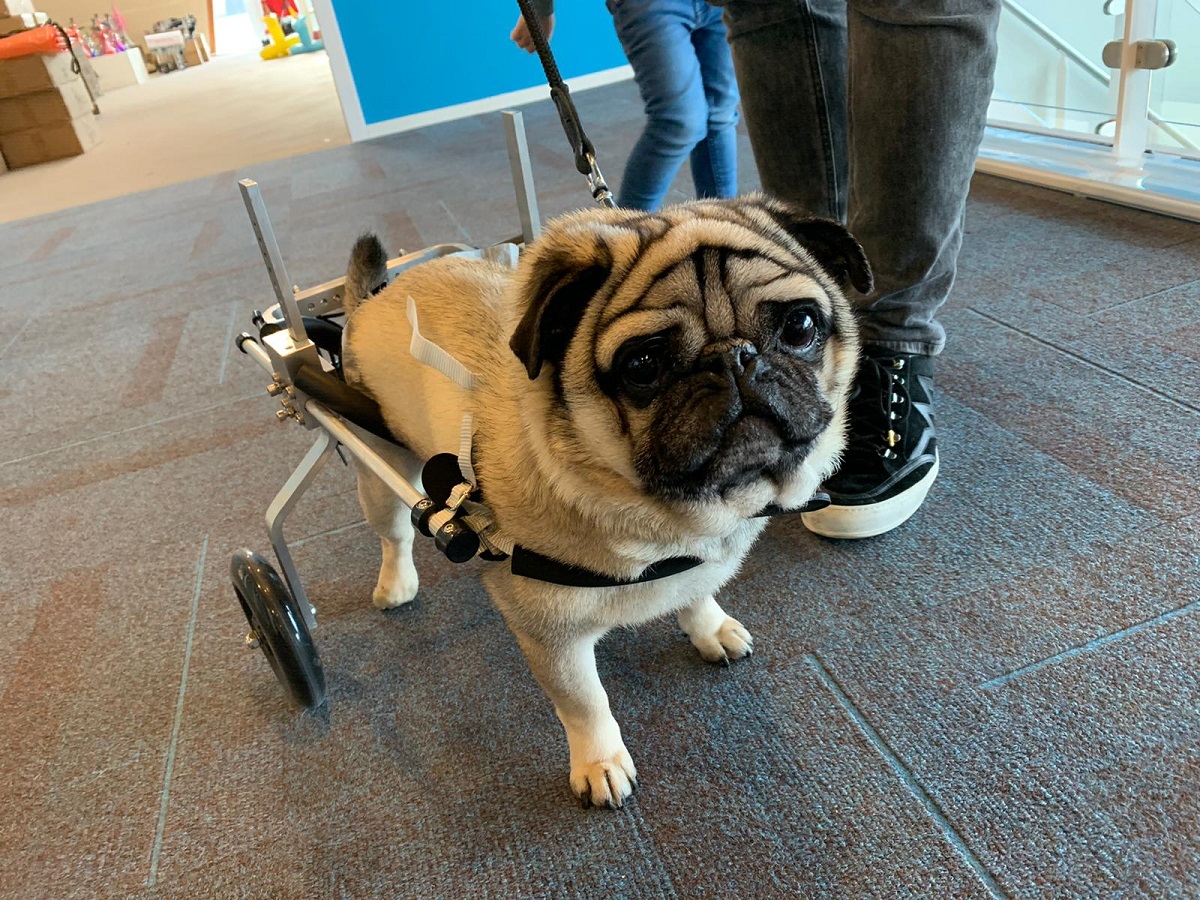honden rolstoel Mopshond