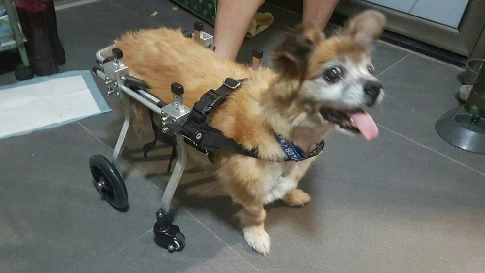rolstoel hond