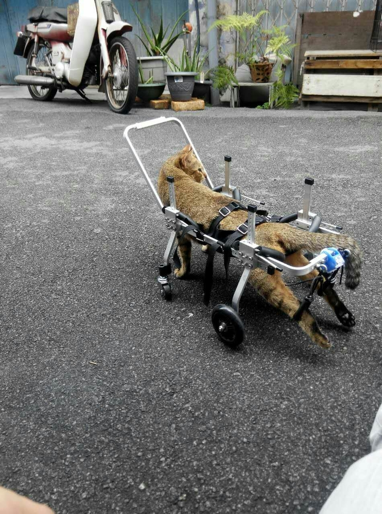 rolstoel kat