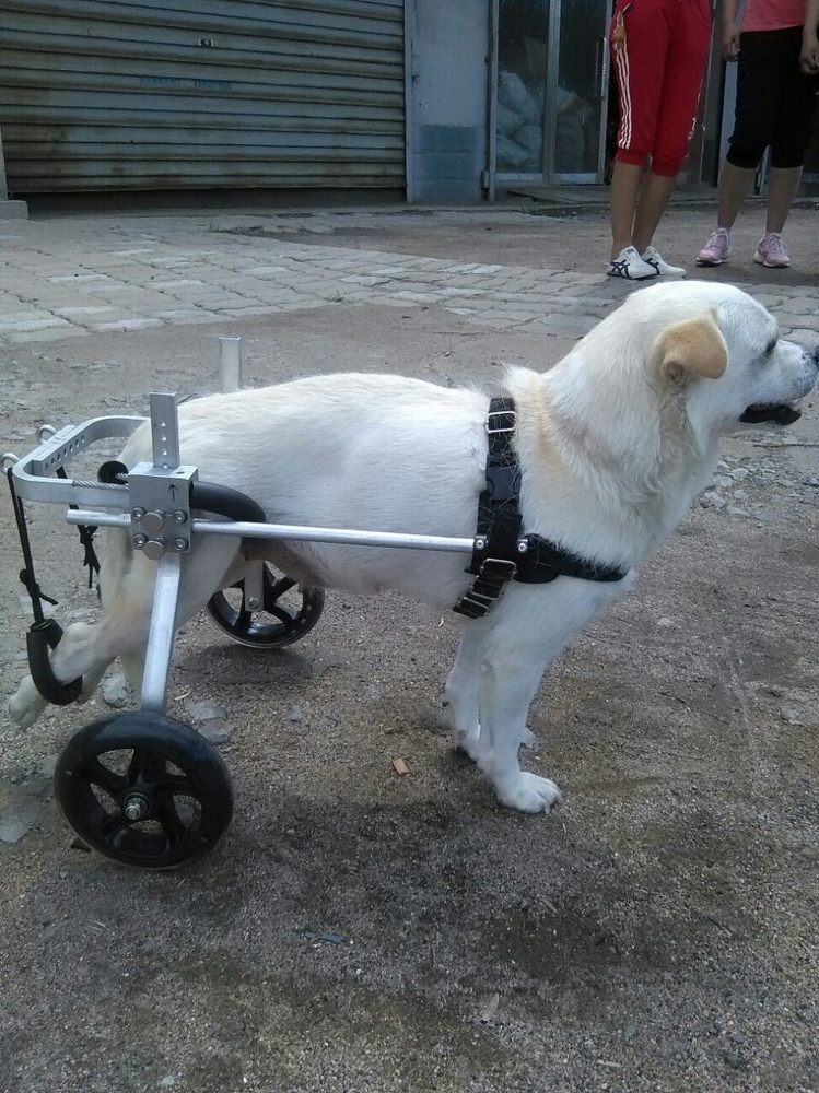 honden rolstoel